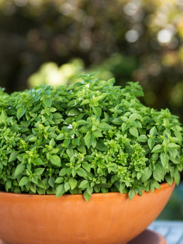 Busuioc Mini (1 gr), Seminte Plante Medicinale Busuioc Mini, Opal