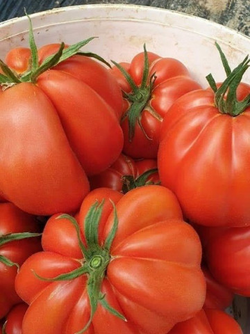 Deko F1 - 100 sem - Seminte de rosii tip Inima de Albenga ce se remarca printr-o crestere nedeterminata cu o legare si o uniformitate a fructelor la etajele superioare excelenta iar maturitatea este semitimpurie de la ISI Sementi