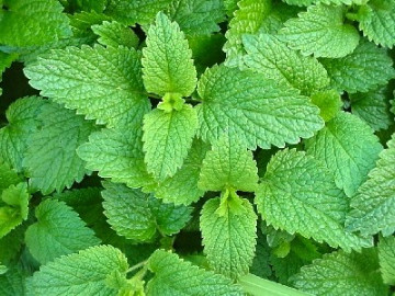 Roinita (0.5) Seminte de Roinita Plante Aromatice Medicinale de la Opal