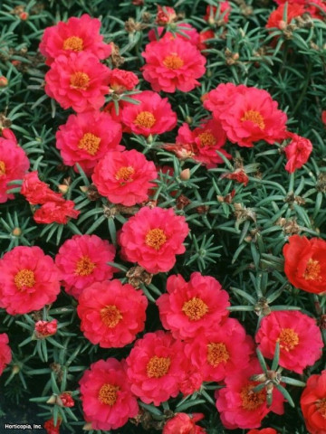 Flori de Piatra Rosii Duble (1000 seminte) Floare de Piatra Culoare Rosu Portulaca Grandiflora