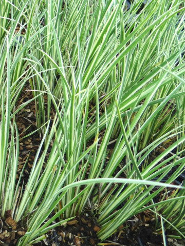 Acorus Argenteostriatus (ghiveci 1,5 l), iarba ornamentala frunze variegate verde cu alb