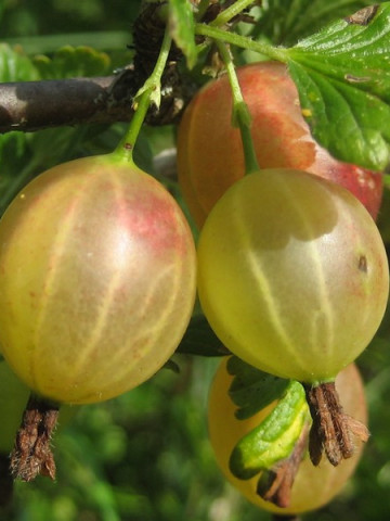 Agris galben Hinnonmaki Gelb (1 butas), arbust fructifer agris, soi autofertil rezistent la boli, Yurta