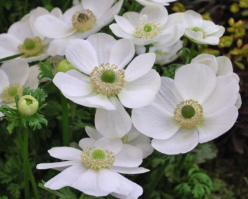Anemone albe The Bride (10 bulbi), anemone albe pure, bulbi de flori
