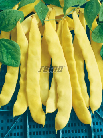 Anita (500 gr) seminte fasole urcatoare cu pastaie lata de culoare galbena, fara ate, Semo Cehia
