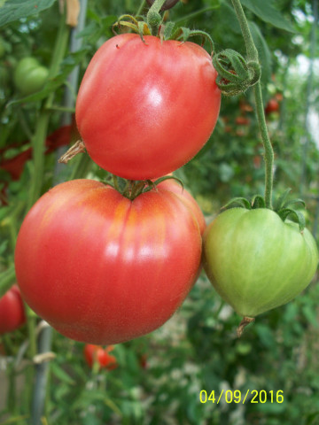Anna Russian (60 seminte) rosii soi heirloom, productiv, de clima rece, Belarus