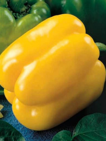 Ardei gras Asti Yellow (1 kg), seminte de ardei gras Asti Galben, pulpa groasa, gustoasa, galben intens, Agrosem