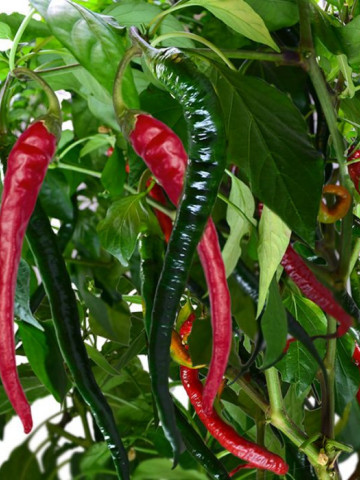 Ardei iute Cayenne (1 kg) seminte de ardei iuti subtiri lungi, soi semitimpuriu, Agrosem
