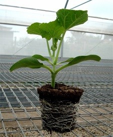 Assisto F1 (1000 seminte) de portaltoi pentru pepene galben recomandat pentru culturile din toate sezoanele avand o crestere echilibrata, Takii Seeds