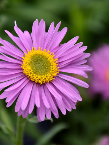 Aster alpinus Happy End (in ghiveci de 1 L), rasad de Ochiul Boului cu flori colorate in roz cu centrul galben