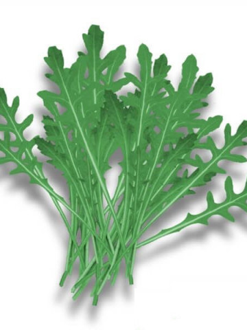 Atlanta (100 gr) seminte de rucola (baby leaf) cu o maturitate semitimpurie, ISI Sementi