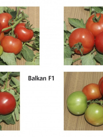 Balkan F1 (1000 seminte) de rosii semideterminate extratimpuriu, Geosem