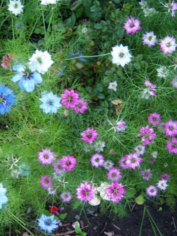 Barba Imparatului Mix (1 g), seminte flori Nigella damascene de la Opal