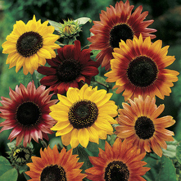 Bee Happy Floarea Soarelui Dwarf Fantasy Mix (80 seminte) Flori Floarea Soarelui Mix, Laktofol