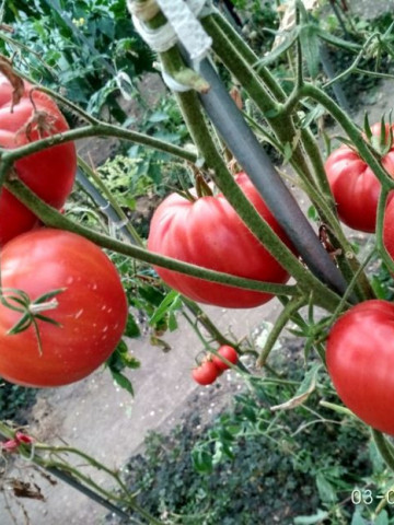 Beefmaster F1 (30 seminte) tomate fructe foarte mari tip gigant, pulpa carnoasa, ferma si dulce tip Beef, Agrara