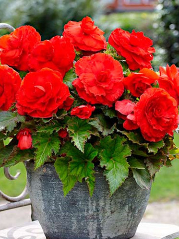 Begonie Double Red (3 bulbi), floare mare dubla, culoare rosu, bulbi de flori
