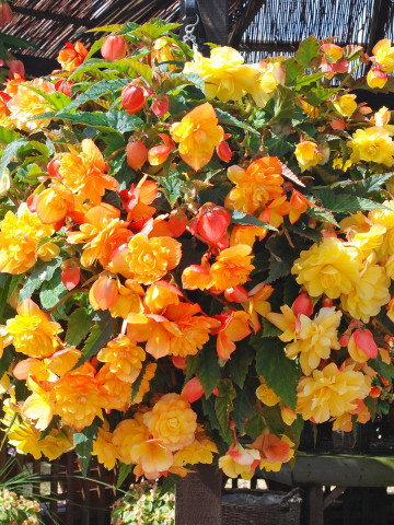 Begonie Picotee Yellow Red (2 bulbi), floare culoare alb cu rosu, bulbi de flori