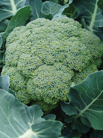 Belstar F1 (1000 seminte) broccoli ce prezinta inflorescenta compacta grea culoare verde inchis, Bejo