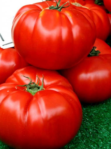 Boiereasca (150 seminte) tomate mari de culoare rosu tip Gigant Uriase ajunge pana la 2 kg, tip Beef