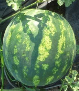 Bond F1 - 500 sem - Seminte de pepene verde tip Crimson care se poate cultiva atat in camp deschis cat si acoperit cu fructe dulci 6-8 kg si aspect comercial remarcabil de la Cora Seeds