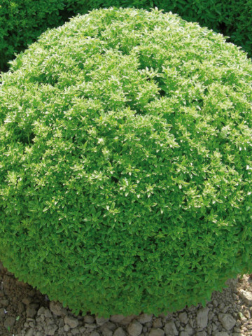 Busuioc mic Greco a Palla (1 gr) seminte de busuioc cu tufa mica, cu frunze aromate, parfumate, Agrosem