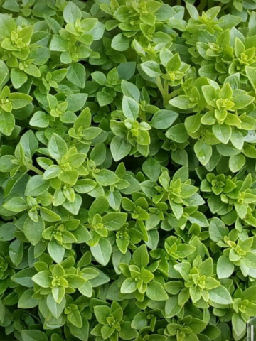 Busuioc mic Greco a Palla (650 seminte) de busuioc cu tufa mica, cu frunze aromate