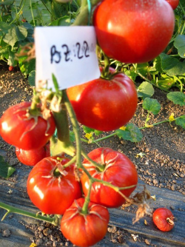 Buzau 22 (200 seminte) rosii, soi romanesc semitardiv, Agrosel