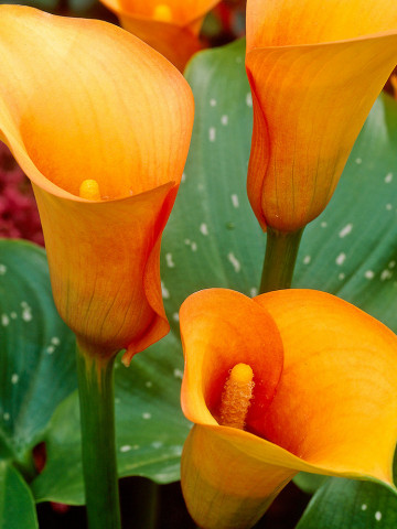 Cala Mango (1 bulb), floare mare, culoare portocaliu, bulbi de flori