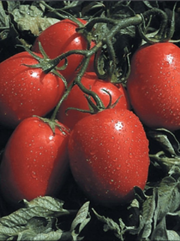 Candia F1 - 1000 sem - Seminte de rosii cu crestere determinata si viguroasa ce se remarca prin productivitate mare chiar si pe soluri mai putin fertile fiind exceptionale pentru paste(procesare) si feliere de la Isi Sementi