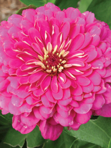 Carciumarese mari roz (100 seminte) de flori carciumareasa pink, Agrosem