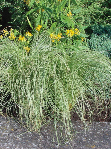 Carex Amazon Mist (ghiveci 1 l), planta perena ornamentala rogoz