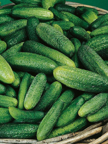Castraveti Cornichon de Paris (2 g), seminte de castraveti soi semitimpuriu pentru conservare, Kertimag