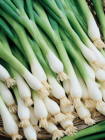 Ceapa Barletta (300 seminte) ceapa verde timpurie bulbi albi, zemosi, gustosi, Agrosem