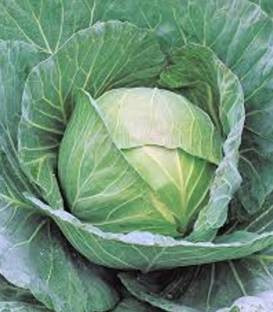 Cheers F1 - 2500 sem - Seminte de varza usor de cultivat si puternica toleranta la variatiile de temperatura si la Fuzarium comportandu-se bine la stres si la temperaturi mari de la Takii Seeds