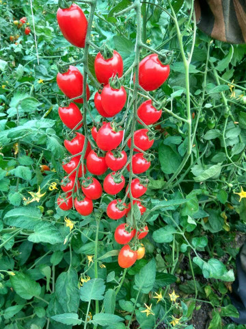 Cherry Mila (60 Seminte) tomate Cherry in forma de prunisoare nedeterminate, Geosem