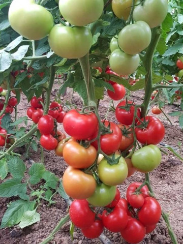 Ciciu F1 (500 seminte) de rosii crestere nedeterminata, Syngenta