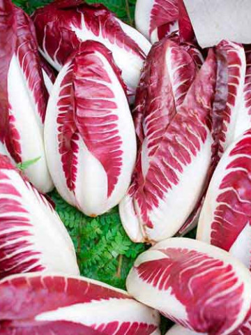 Cicoare Red Treviso (2 gr) seminte de salata soi Cicoare, Agrosem