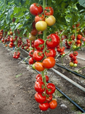 Cinto F1 - 1000 sem - Seminte de rosii cu crestere nedeterminata si rezistente deosebite pretabil atat cultivarii in camp deschis cat si in solar de la Rijk Zwaan