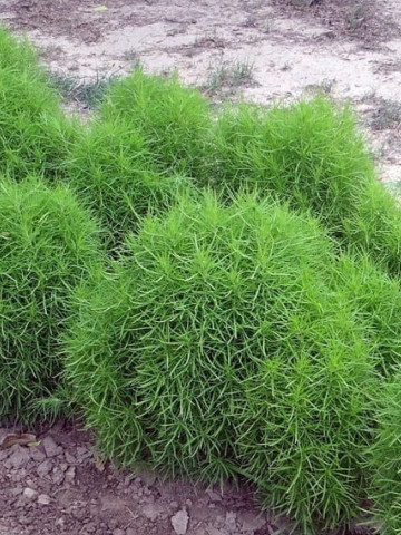 Cipru de gradina (0.5gr) seminte cipru gradina planta ornamentala verde, toamna devine rosu aprins, Agrosem