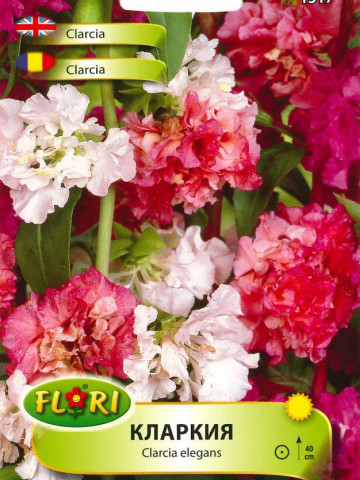 Clarcia (Clarkia) - Seminte Flori Godetia, Azalee de gradina, Planta Anuala de la Florian