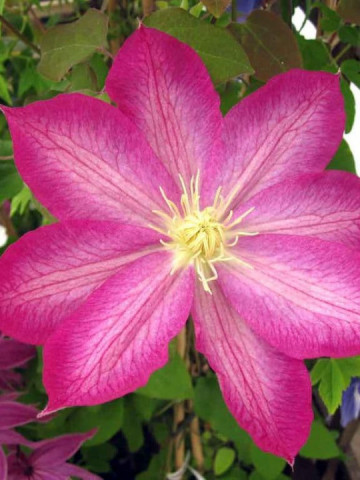 Clematite Asao (1.5 m in ghiveci de 2 L), tufa ornamentala cataratoare Clematis, hibrid japonez cu flori mari, colorate in roz aprins si alb