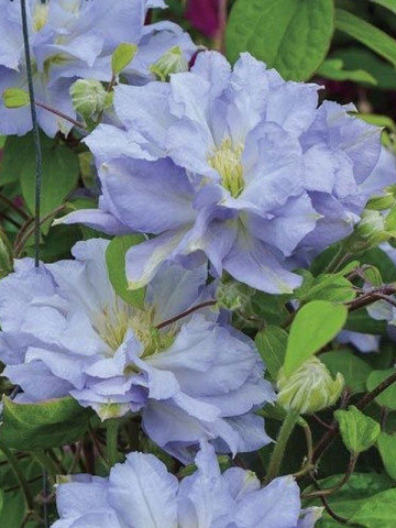 Clematite Azure Ball (1.5 m in ghiveci de 2 L), tufa ornamentala cataratoare Clematis, cu flori mari, colorate in albastru-violet si o coroana de stamine galbene