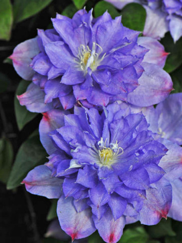 Clematite Blue Explosion (1.5 m in ghiveci de 2 L) tufa ornamentala cataratoare Clematis, care produce 2 tipuri diferite de flori: duble albastre cu margini roz si simple de culoarea lavandei