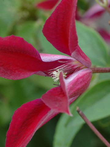 Clematite Gravetye Beauty (1.5 m in ghiveci de 2 L) tufa ornamentala cataratoare Clematis, cu flori deosebite in forma de crin, de culoare rosu profund si fructe pufoase decorative