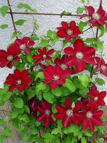 Clematite Hoshi-no-Flamenco (1.5 m in ghiveci de 2 L), tufa ornamentala cataratoare Clematis, clematita japoneza cu flori mari, rosii si centrul galben luminos