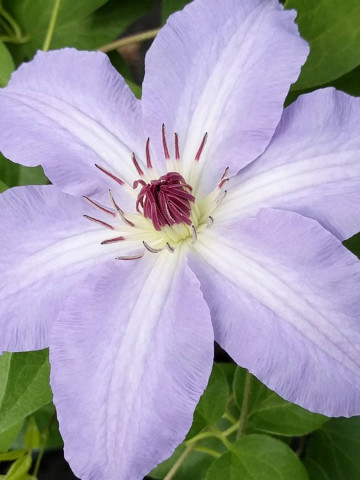 Clematite Laura (1.5 m in ghiveci de 2 L), tufa ornamentala cataratoare Clematis, cu flori de culoarea cerului albastru si stamine purpurii