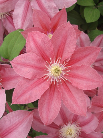 Clematite Little Mermaid (1.5 m in ghiveci de 2 L) tufa ornamentala cataratoare Clematis, cu flori mari, catifelate, colorate in roz-somon