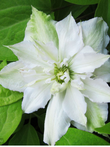 Clematite Matka Siedliska (ghiveci de 2 L) cu flori mari albe uneori usor roz, planta cataratoare Clematis