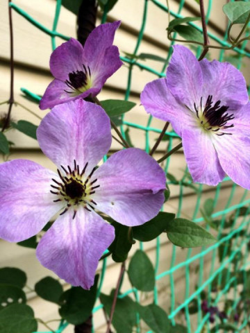 Clematite Morning Sky (1.5 m in ghiveci de 2 L) tufa ornamentala cataratoare Clematis, cu flori mari, intr-o combinatie superba de roz si violet