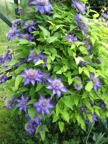 Clematite Multi Blue (1.5 m in ghiveci de 2 L), tufa ornamentala cataratoare Clematis, hibrid cu flori deosebite, duble, de culoare albastru-marin