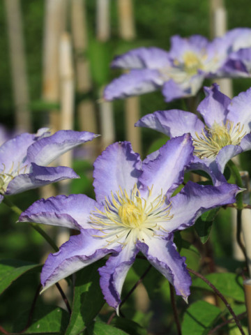 Clematite Thyrislund (1.5 m in ghiveci de 2 L), tufa ornamentala cataratoare Clematis, varietate cu flori duble, de culoare violet-liliac